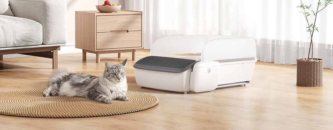 The Origin of MagicScoop: Where Technology Meets Pet Care